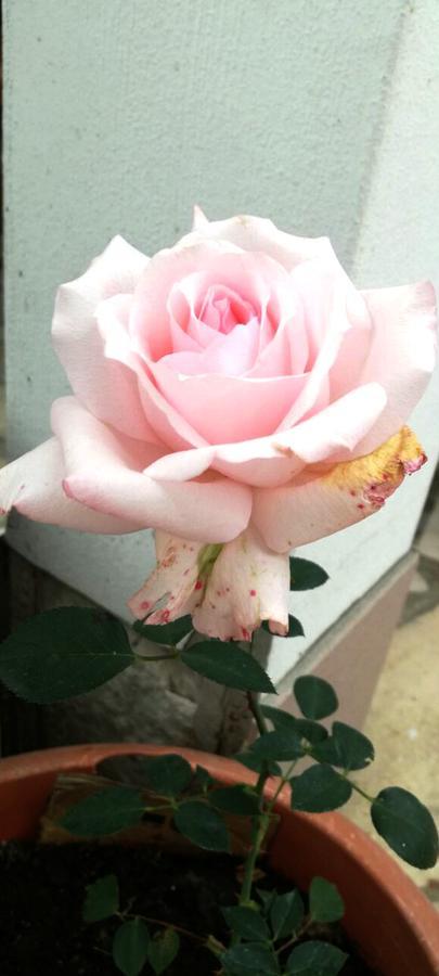 Family Hotel Rose พาเวลบันยา ภายนอก รูปภาพ